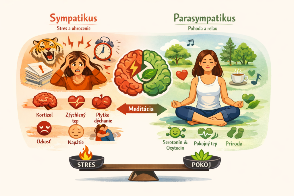sympatikus a&nbsp;parasympatikus